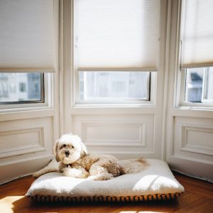 A dog on a pillow in front of three windows with shades